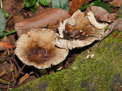 Russula iterika