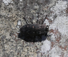 Chrysobothris affinis