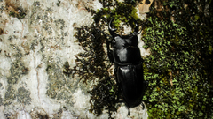 Dorcus hopei hopei