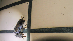 Theloderma rhododiscus