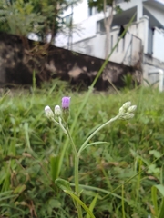 Cyanthillium cinereum