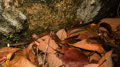 Sinomicrurus macclellandi