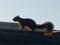 Sciurus niger