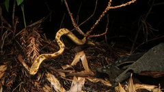 Pareas chinensis