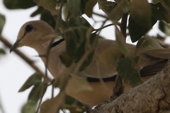 Streptopelia vinacea