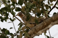 Streptopelia vinacea