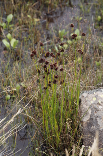Biesie Rushes (Juncus dregeanus)