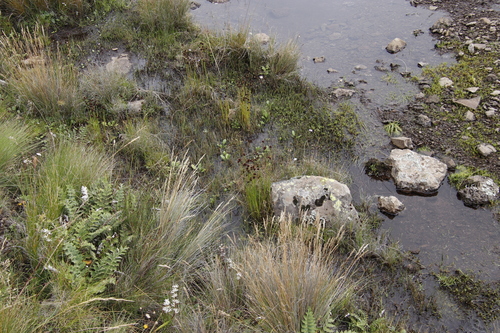 Image of Juncus dregeanus by (c) Tony Rebelo, some rights reserved (CC BY-SA)