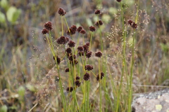 Juncus dregeanus