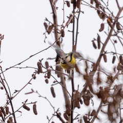 Cyanistes caeruleus