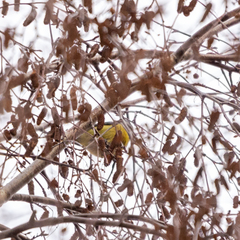 Cyanistes caeruleus