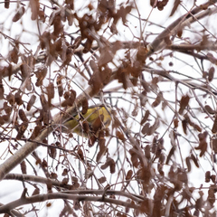 Cyanistes caeruleus