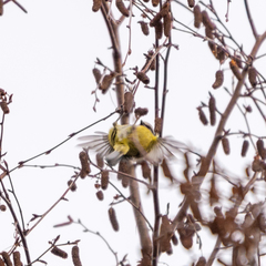 Cyanistes caeruleus
