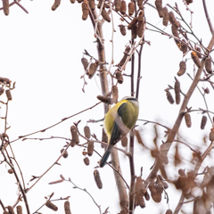 Cyanistes caeruleus