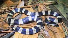 Banded Krait photo 5