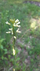 Turritis glabra