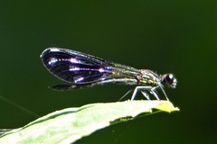 Aristocypha fenestrella