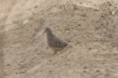 Turtur abyssinicus