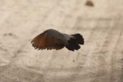 Turtur abyssinicus