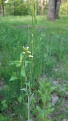 Turritis glabra