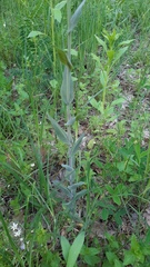 Turritis glabra