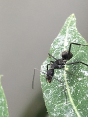 Camponotus parius
