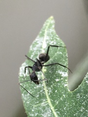 Camponotus parius