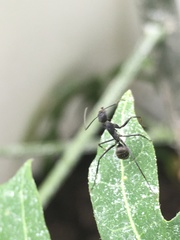 Camponotus parius