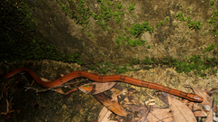 Oreocryptophis porphyraceus