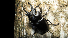 Neolucanus perarmatus