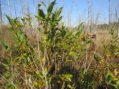 Salix lucida lucida