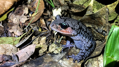 Leptobrachium liui