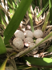 Gallirallus philippensis