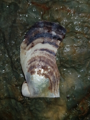 Pterioidea