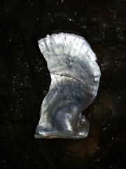 Pterioidea