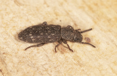 Docalis funerosus