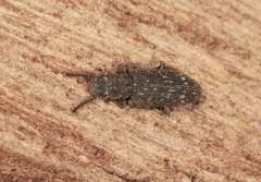 Docalis funerosus