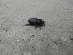 Archophileurus