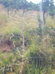 Urelytrum agropyroides