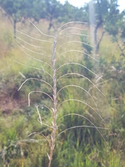 Urelytrum agropyroides