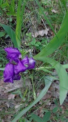 Iris aphylla