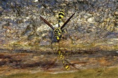 Phimenes flavopictus flavopictus