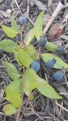 Myrtus communis communis