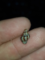 Phycothais reticulata