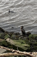 Phalacrocorax carbo