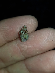 Phycothais reticulata