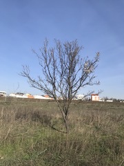 Prunus amygdalus
