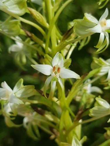 Robust Double Ghost Orchid