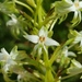 Habenaria falcicornis caffra - Photo (c) Richard Gill, μερικά δικαιώματα διατηρούνται (CC BY-NC), uploaded by Richard Gill