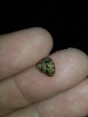 Eurytrochus strangei